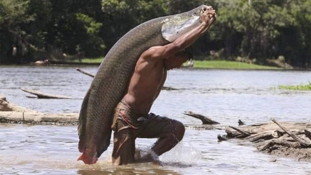 ARAPAIMA, the giant, prehistoric fish of the Amazon